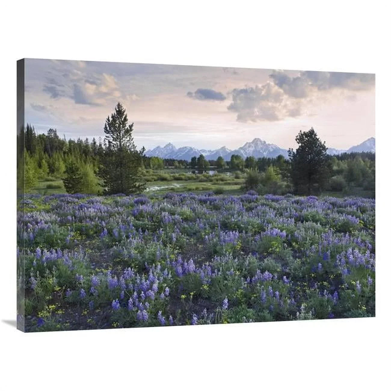 30 x 40 in. Lupine Meadow, Grand Teton National Park, Wyoming Art Print - Tim Fitzharris