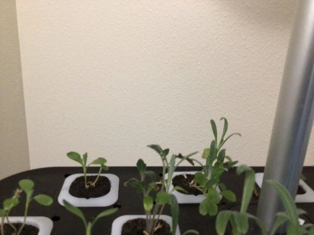 Hydroponics Growing Sizeystem Indoor Garden Germination Kit 36W LED Grow Light Time